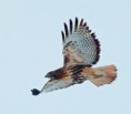 200mm f/8 ISO 500